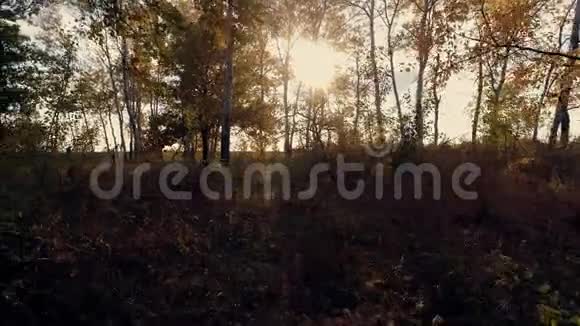 日落时的秋林录像播放视频的预览图