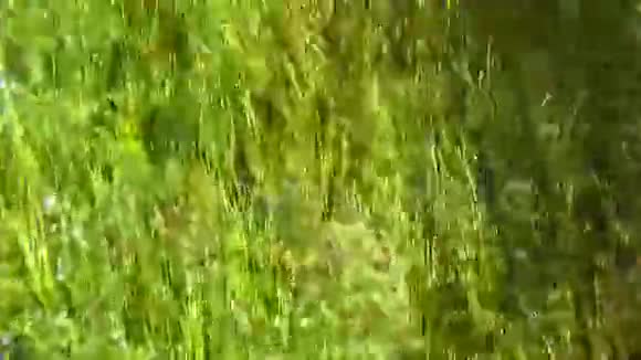 船之旅芦苇奇怪的水下阿兹马克河土耳其视频的预览图