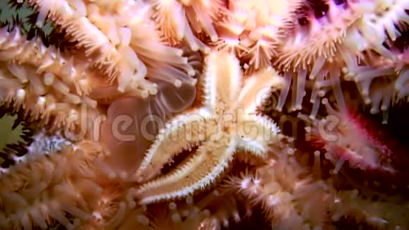 白色海星靠近海底黑色背景视频的预览图