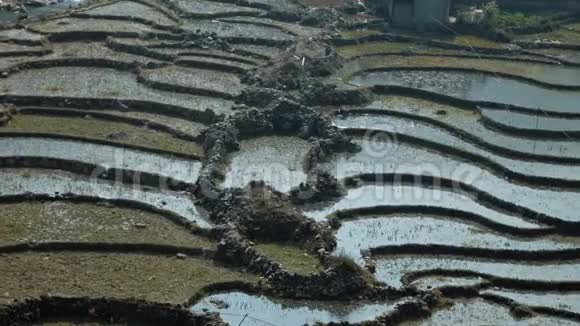 美丽的稻田景观视频的预览图