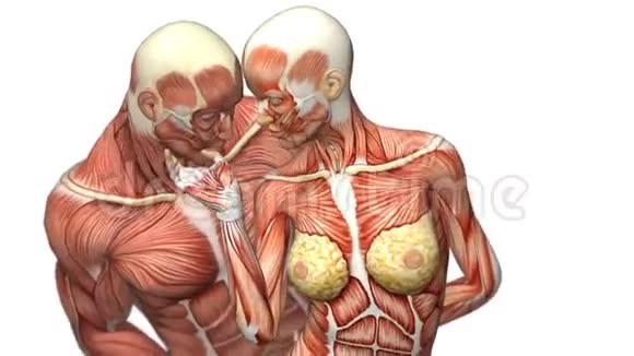 雄性在白色背景上以轴旋转的肌肉系统视频的预览图