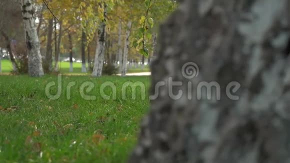 美丽的秋天公园视频的预览图