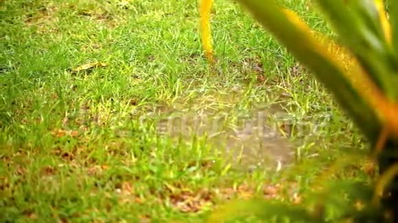 雨后的草地上的水坑录像轮班视频的预览图
