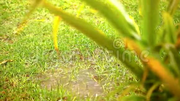 雨后的草地上的水坑录像轮班视频的预览图