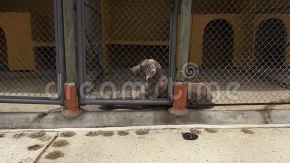 孤独的笼中狗犬忽视虐待视频的预览图