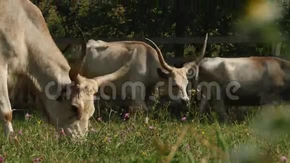 有角的奶牛在田里放牧匈牙利灰牛夏季视频的预览图
