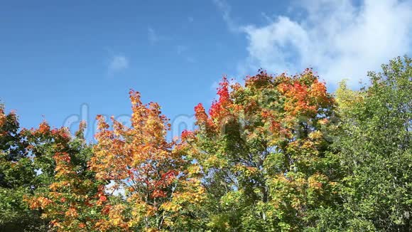 蓝天上的云彩笼罩着明亮的秋树视频的预览图