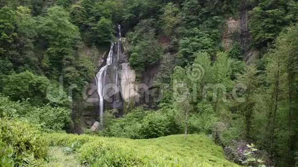 森林中的山叶和荒野中的流水视频的预览图