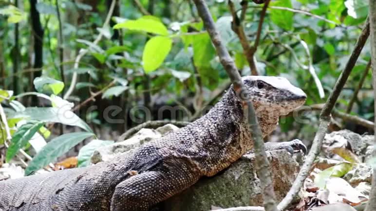 在巴拉望岛的丛林里监视蜥蜴视频的预览图