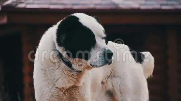 饥饿的无家可归的大狗在街上的冬季燕麦食品慢动作视频的预览图