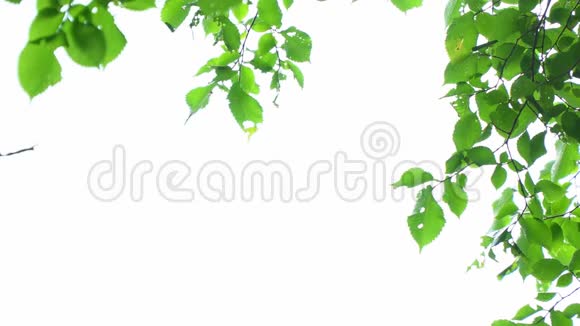 绿色的叶子在白色上视频的预览图