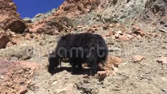 科拉在山上西藏的凯拉什视频的预览图