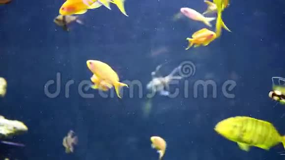 热带鱼在水下游泳视频的预览图