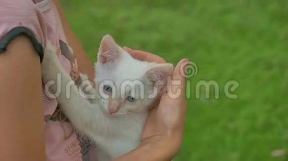 布鲁内特女孩抱着小猫她的猫十几岁的孩子爱在户外视频的预览图