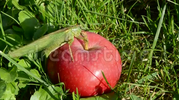 红苹果上的绿色蚱蜢视频的预览图