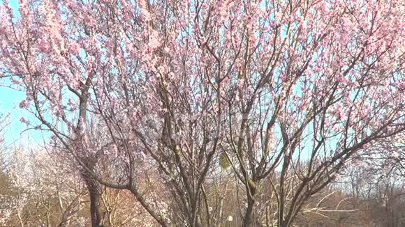 开花的杏仁树视频的预览图