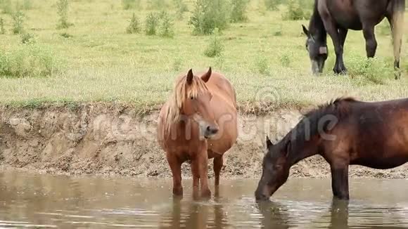 马喝水视频的预览图