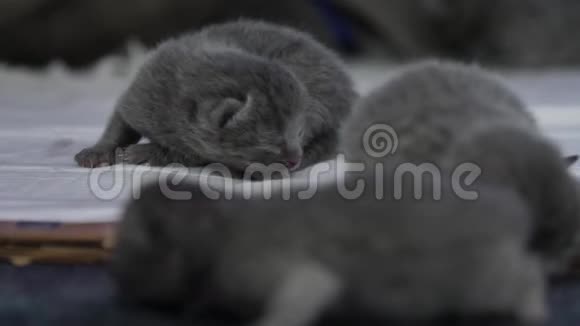 刚出生的小猫第一次走路视频的预览图