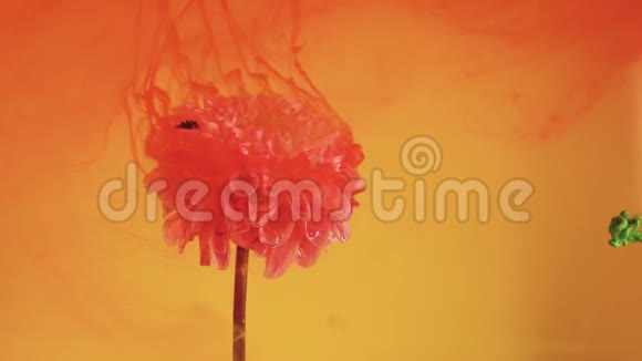 彩色的水滴落在黄色背景下美丽的粉红色花朵上视频的预览图