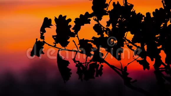 秋天的橡树在日落时离开视频的预览图