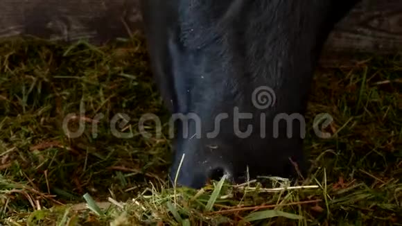 一头黑牛站在谷仓里吃草青贮饲料特写牛嘴牛食和农业吃东西视频的预览图