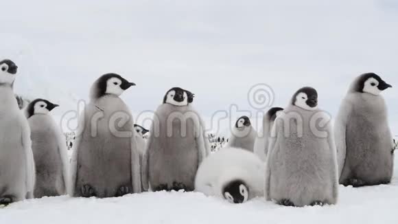 帝企鹅的雏鸟冰天雪地的飞燕视频的预览图