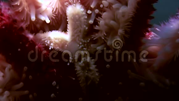 白色海星靠近海底黑色背景视频的预览图
