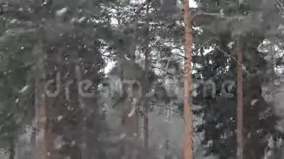 冬天背景有雪花视频的预览图