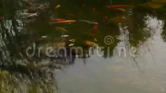 五颜六色的鱼视频的预览图