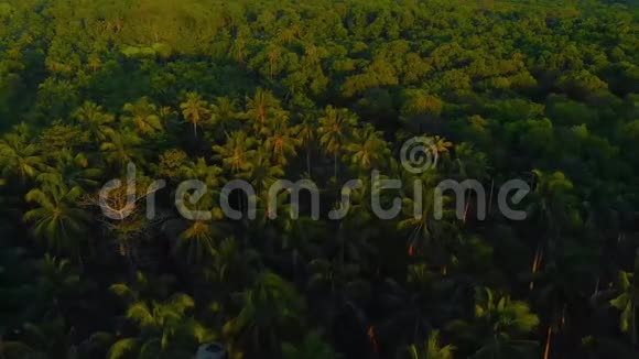 日落时分棕榈树沿着坎达拉曼岛热带海岸形成空中景观视频的预览图