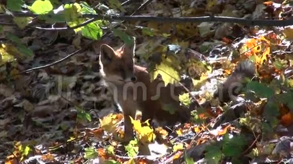 秋天森林里美丽的哺乳动物狐狸视频的预览图