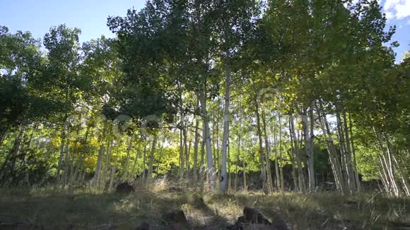 白杨树森林的多利镜头视频的预览图