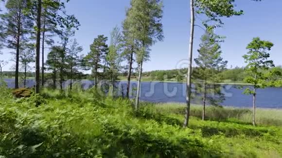 美丽的自然景观湖景蓝天背景上有绿色的高大树木瑞典欧洲视频的预览图