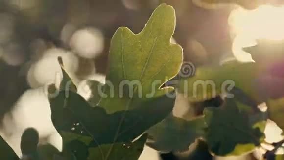 日落时绿橡树叶子视频的预览图