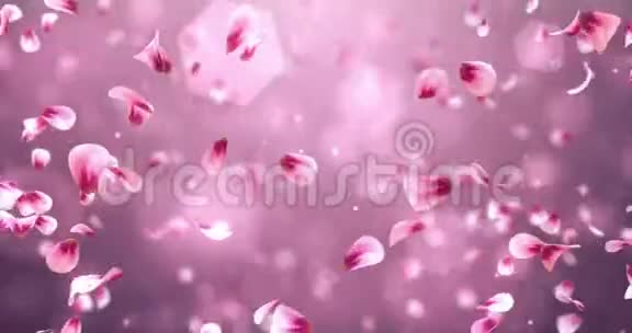 旋转飞舞浪漫红粉玫瑰樱花花瓣背景循环4k视频的预览图
