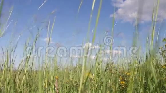 草地在风中摇曳视频的预览图