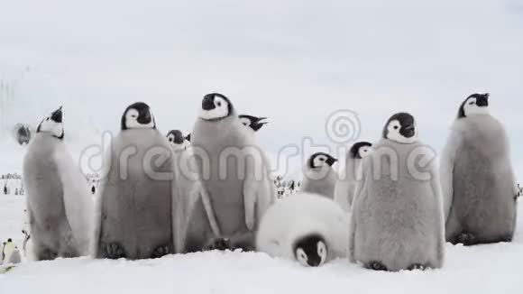 帝企鹅的雏鸟冰天雪地的飞燕视频的预览图