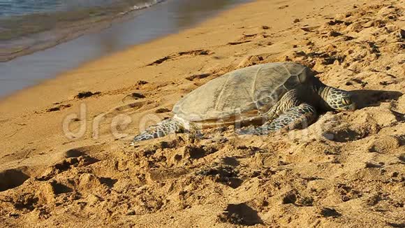 夏威夷海滩上的夏威夷绿海龟视频的预览图