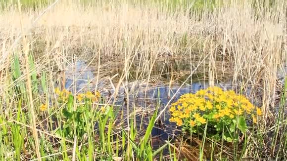 生长在沼泽中的卡尔塔帕鲁斯特春天的花朵沼泽万寿菊视频的预览图