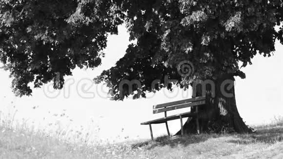 老石灰树下的公园长凳视频的预览图