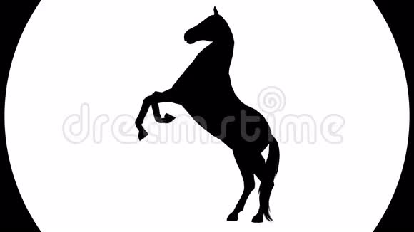 一匹奔腾的马的黑色轮廓4K视频视频的预览图