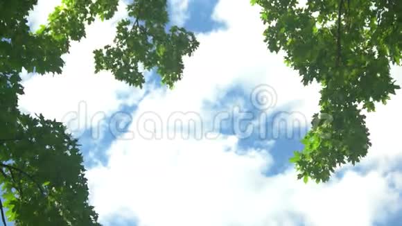 天空背景上的树枝视频的预览图