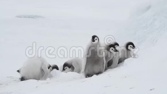 南极洲冰天雪地上的帝企鹅雏鸟视频的预览图