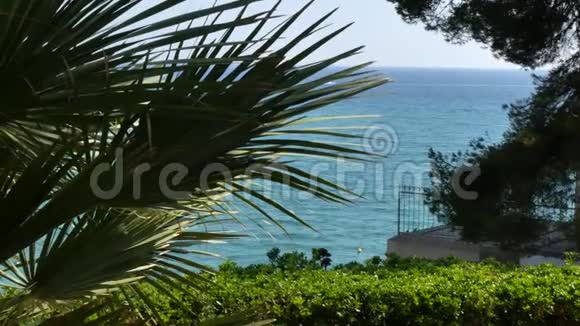 地中海有棕榈树的海滩视频的预览图