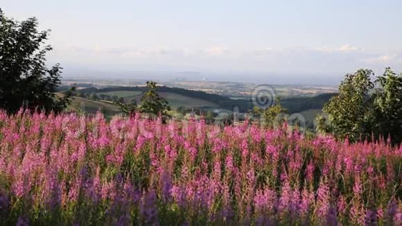 粉红色的花泉托克山和萨默塞特的乡村景色朝向欣克利点核电站视频的预览图