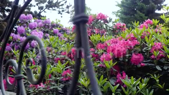 红色杜鹃花照相机的移动使人们可以看到花的四面视频的预览图