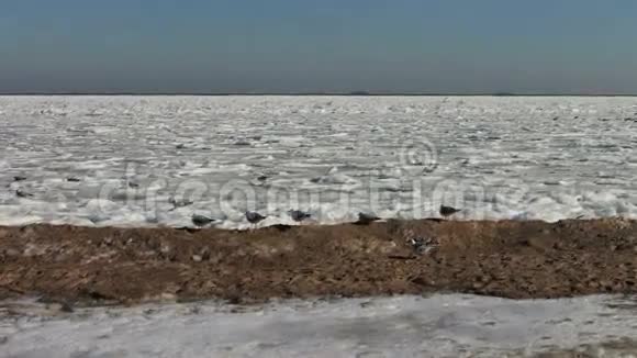 海鸥坐在冰封的海面上视频的预览图