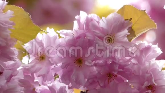 美丽的粉红色樱花特写视频的预览图