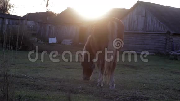 夕阳下红马在村里吃草视频的预览图