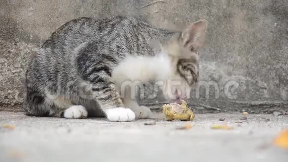 国内泰国猫吃视频的预览图